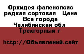 Орхидея фаленопсис редкая сортовая › Цена ­ 800 - Все города  »    . Челябинская обл.,Трехгорный г.